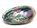 Abalone Shell