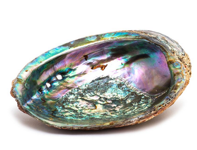 Abalone Shell