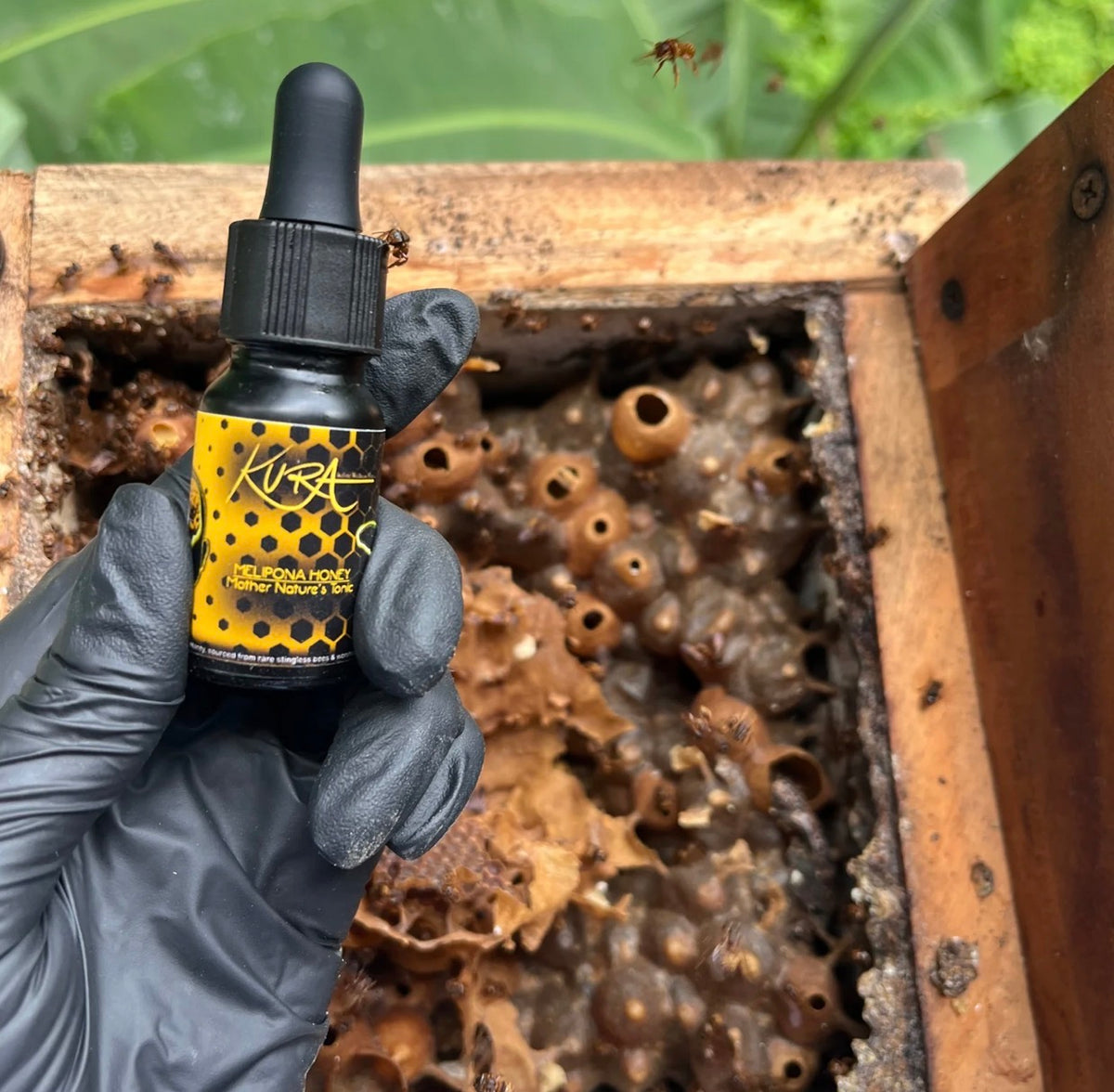 Stingless Bee Honey